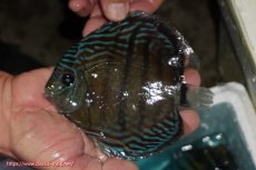 画像1: 【ワイルドディスカス】【通販】【紅赤必至の産地】ラーゴイナヌ タイプレッドエディ【個体販売】14-15cm（生体）イナヌ産 (1)