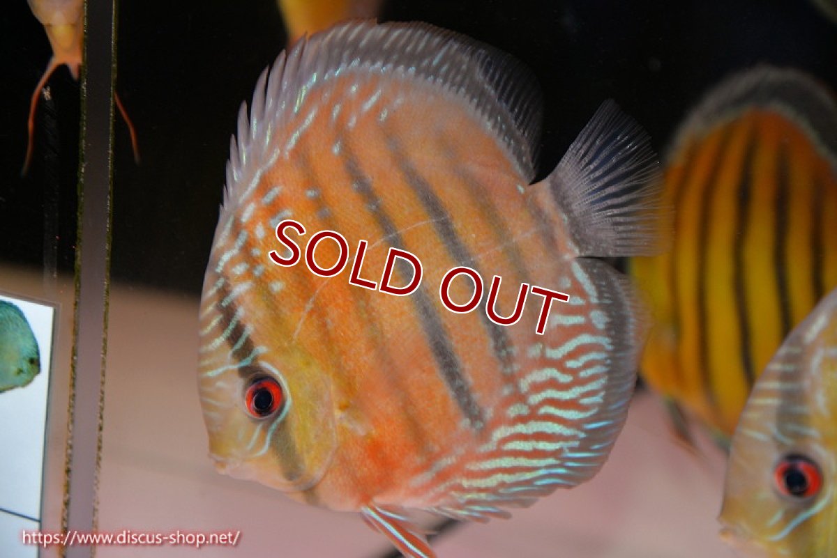 画像1: 【ワイルドディスカス】【通販】【紅赤必至の産地】ラーゴイナヌ レッドデヴィル【個体販売】14-15cm（生体）イナヌ産 (1)