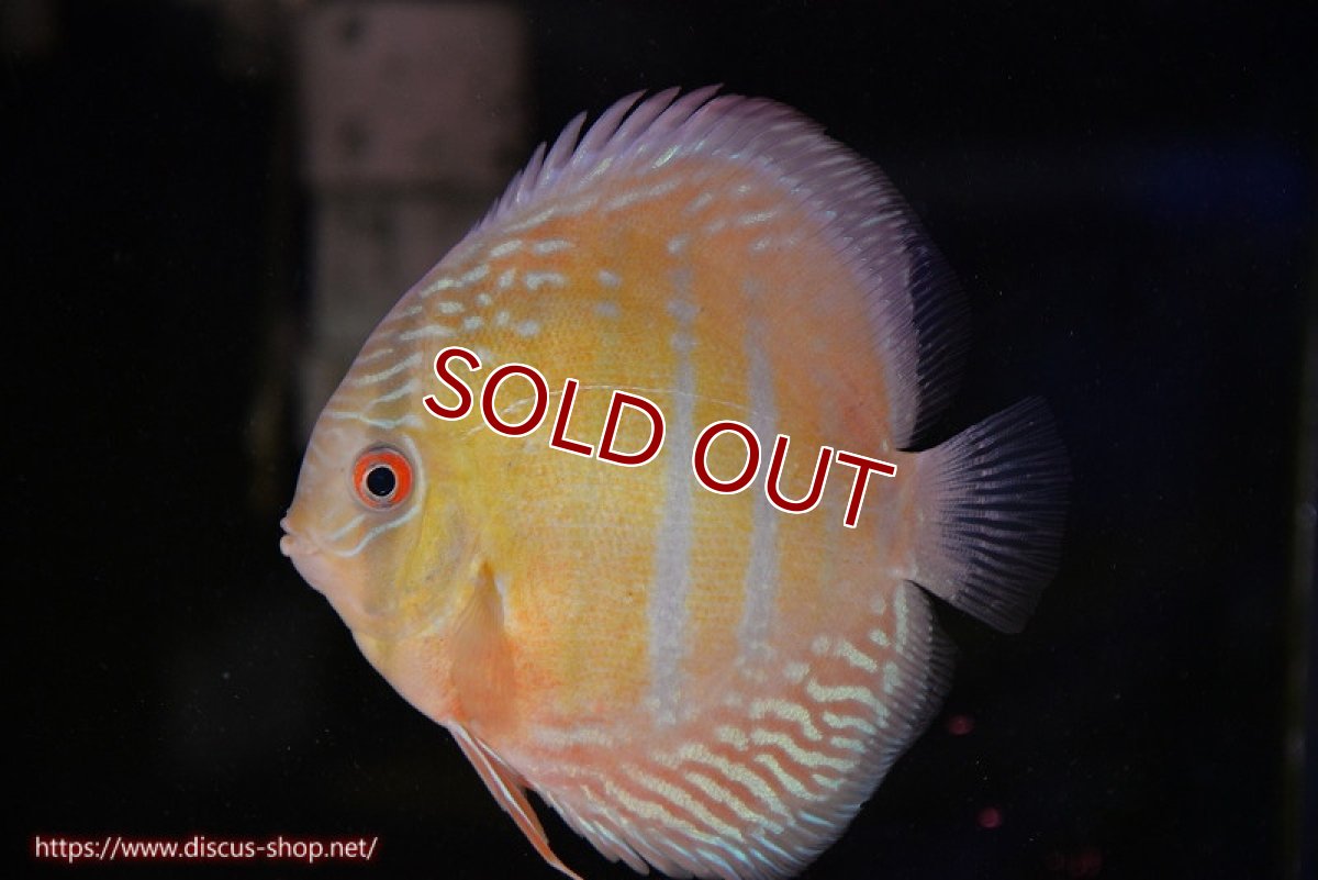 画像2: 【ワイルドディスカス】【通販】【紅赤必至の産地】ラーゴイナヌ レッドデヴィル【個体販売】14-15cm（生体）イナヌ産 (2)