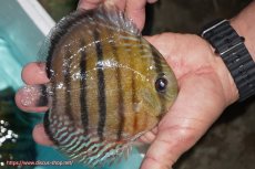 画像2: 【ワイルドディスカス】【通販】【紅赤必至の産地】ラーゴイナヌ タイプレッドエディ【個体販売】14-15cm（生体）イナヌ産 (2)