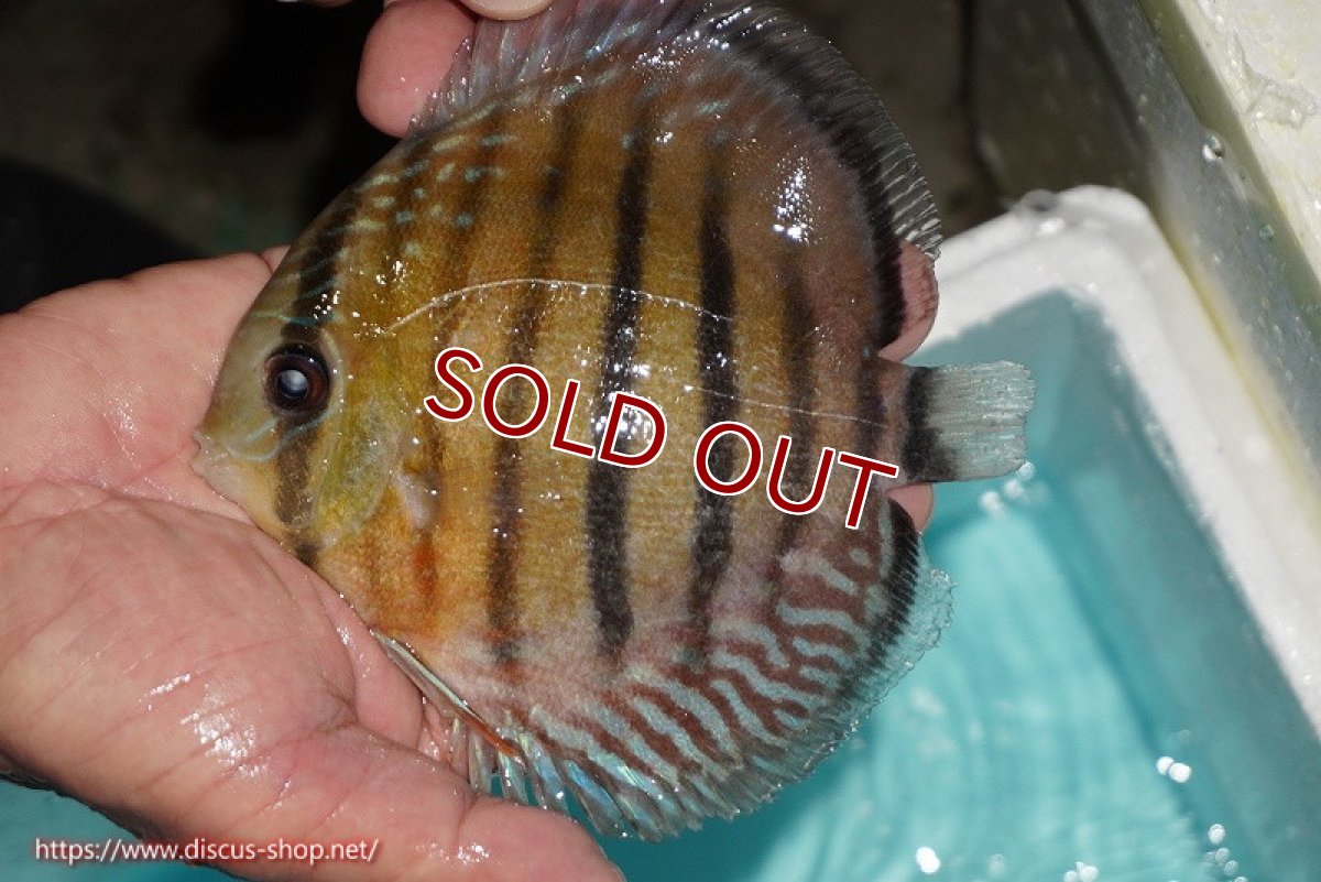 画像3: 【ワイルドディスカス】【通販】【紅赤必至の産地】ラーゴイナヌ レッドデヴィル【個体販売】14-15cm（生体）イナヌ産 (3)