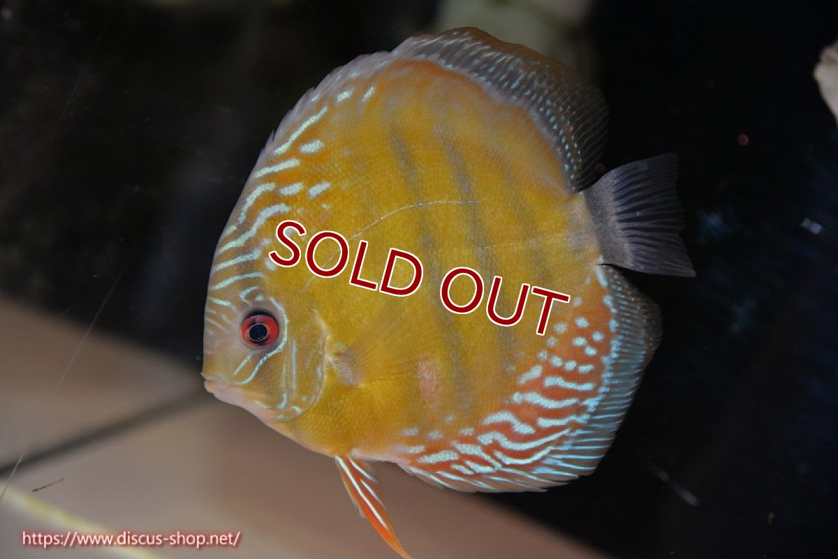 画像1: 【ワイルドディスカス】【通販】【紅赤必至の産地】ラーゴイナヌ タイプレッドエディ【個体販売】14-15cm（生体）イナヌ産 (1)