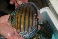 画像1: 【ワイルドディスカス】【通販】【紅赤必至の産地】ラーゴイナヌ タイプレッドエディ【個体販売】14-15cm（生体）イナヌ産 (1)