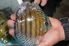 画像2: 【ワイルドディスカス】【通販】【紅赤必至の産地】ラーゴイナヌ タイプレッドエディ【個体販売】14-15cm（生体）イナヌ産 (2)