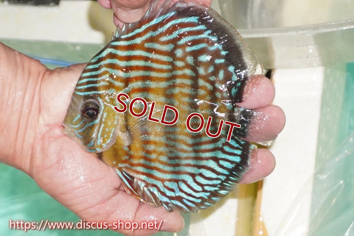 画像2: 【ワイルドディスカス】【通販】【紅赤必至の産地】ラーゴイナヌ タイプロイヤルレッドエディ【個体販売】15cm（生体）ラーゴイナヌ産 (2)