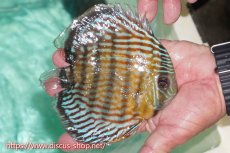 画像2: 【ワイルドディスカス】【通販】【紅赤必至の産地】ラーゴイナヌ タイプロイヤルレッドエディ【個体販売】15cm（生体）ラーゴイナヌ産 (2)