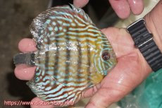 画像4: 【30周年記念セール対象個体】【ワイルドディスカス】【通販】【紅赤必至の産地】ラーゴイナヌ タイプロイヤルレッドエディ【個体販売】15cm（生体）ラーゴイナヌ産 (4)