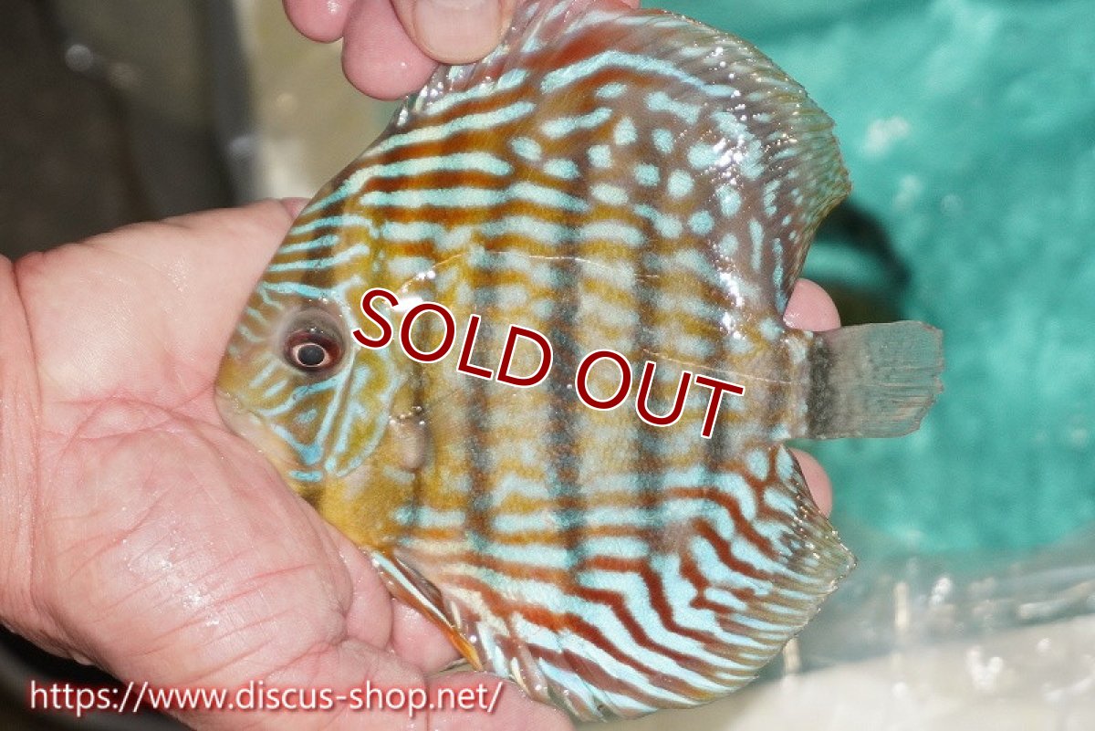 画像5: 【ワイルドディスカス】【通販】【紅赤必至の産地】ラーゴイナヌ タイプロイヤルレッドエディ【個体販売】15cm（生体）ラーゴイナヌ産 (5)