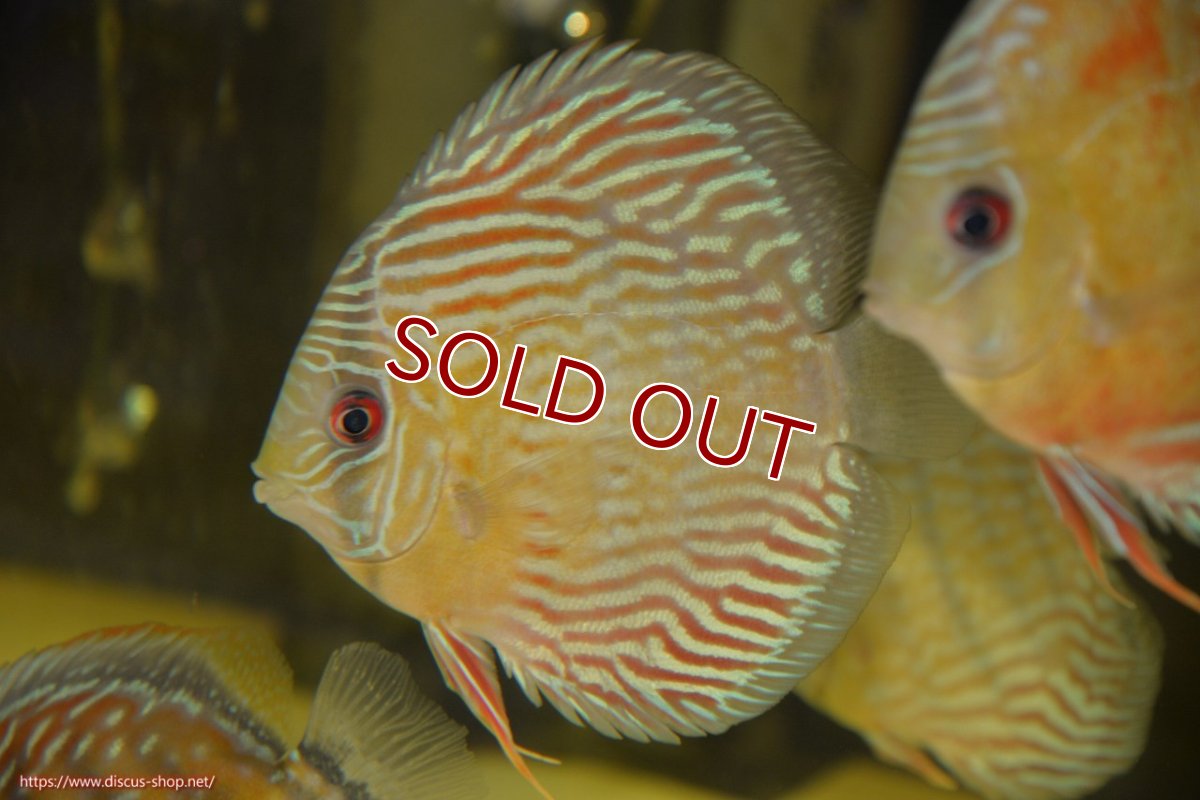 画像1: 【ワイルドディスカス】【通販】【紅赤必至の産地】ラーゴイナヌ タイプロイヤルレッドエディ【個体販売】15cm（生体）ラーゴイナヌ産 (1)