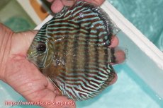 画像1: 【ワイルドディスカス】【通販】【紅赤必至の産地】ラーゴイナヌ タイプロイヤルレッドエディ【個体販売】15cm（生体）ラーゴイナヌ産 (1)