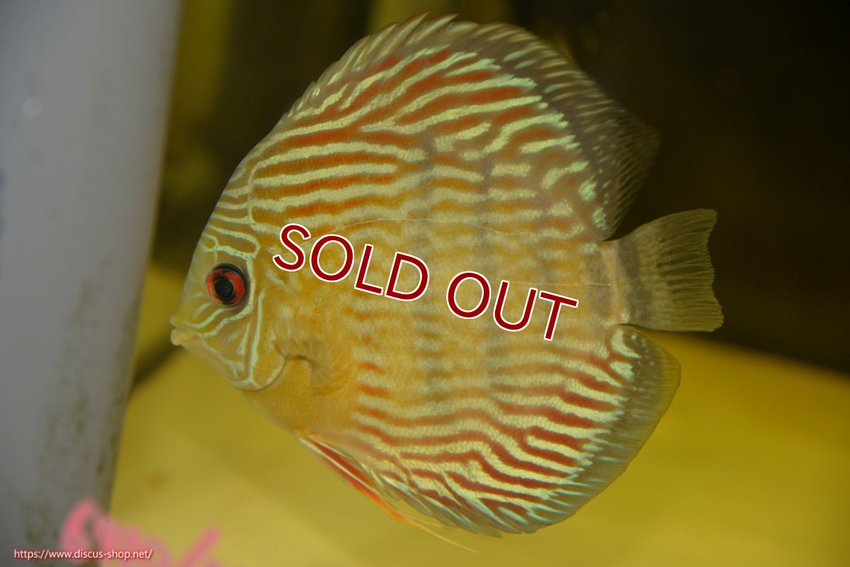 画像2: 【ワイルドディスカス】【通販】【紅赤必至の産地】ラーゴイナヌ タイプロイヤルレッドエディ【個体販売】15cm（生体）ラーゴイナヌ産 (2)