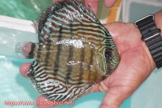 画像2: 【ワイルドディスカス】【通販】【紅赤必至の産地】ラーゴイナヌ タイプロイヤルレッドエディ【個体販売】15cm（生体）ラーゴイナヌ産 (2)