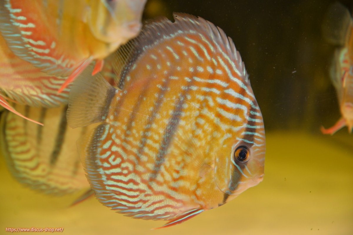 画像1: 【30周年記念セール対象個体】【ワイルドディスカス】【通販】【紅赤必至の産地】ラーゴイナヌ タイプロイヤルレッドエディ（金目）【個体販売】15cm（生体）ラーゴイナヌ産 (1)