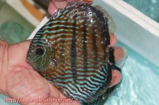 画像1: 【ワイルドディスカス】【通販】【紅赤必至の産地】ラーゴイナヌ タイプロイヤルレッドエディ【個体販売】15cm（生体）ラーゴイナヌ産 (1)