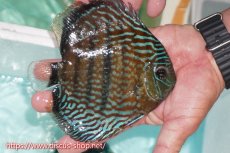 画像2: 【ワイルドディスカス】【通販】【紅赤必至の産地】ラーゴイナヌ タイプロイヤルレッドエディ【個体販売】15cm（生体）ラーゴイナヌ産 (2)