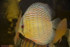 画像4: 【30周年記念セール対象個体】【ワイルドディスカス】【通販】【紅赤必至の産地】ラーゴイナヌ タイプロイヤルレッドエディ【個体販売】15cm（生体）ラーゴイナヌ産 (4)