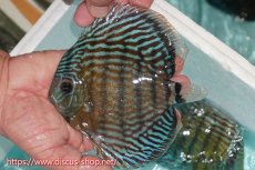 画像5: 【30周年記念セール対象個体】【ワイルドディスカス】【通販】【紅赤必至の産地】ラーゴイナヌ タイプロイヤルレッドエディ【個体販売】15cm（生体）ラーゴイナヌ産 (5)