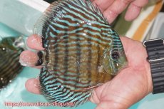 画像6: 【30周年記念セール対象個体】【ワイルドディスカス】【通販】【紅赤必至の産地】ラーゴイナヌ タイプロイヤルレッドエディ【個体販売】15cm（生体）ラーゴイナヌ産 (6)