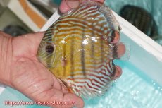 画像1: 【ワイルドディスカス】【通販】【紅赤必至の産地】ラーゴイナヌ タイプロイヤルレッドエディ【個体販売】15cm（生体）ラーゴイナヌ産 (1)