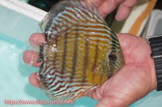 画像4: 【30周年記念セール対象個体】【ワイルドディスカス】【通販】【紅赤必至の産地】ラーゴイナヌ タイプロイヤルレッドエディ【個体販売】15cm（生体）ラーゴイナヌ産 (4)