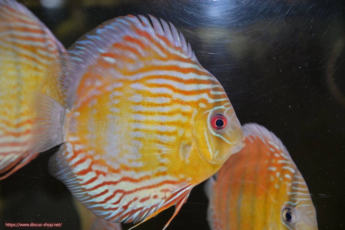 画像1: 【30周年記念セール対象個体】【ワイルドディスカス】【通販】【紅赤必至の産地】ラーゴイナヌ タイプロイヤルレッドエディ【個体販売】15cm（生体）ラーゴイナヌ産 (1)