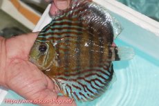 画像1: 【ワイルドディスカス】【通販】【紅赤必至の産地】ラーゴイナヌ タイプロイヤルレッドエディ【個体販売】15cm（生体）ラーゴイナヌ産 (1)