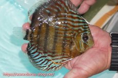 画像3: 【30周年記念セール対象個体】【ワイルドディスカス】【通販】【紅赤必至の産地】ラーゴイナヌ タイプロイヤルレッドエディ【個体販売】15cm（生体）ラーゴイナヌ産 (3)