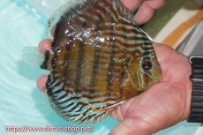 画像5: 【ワイルドディスカス】【通販】【紅赤必至の産地】ラーゴイナヌ タイプロイヤルレッドエディ【個体販売】15cm（生体）ラーゴイナヌ産 (5)