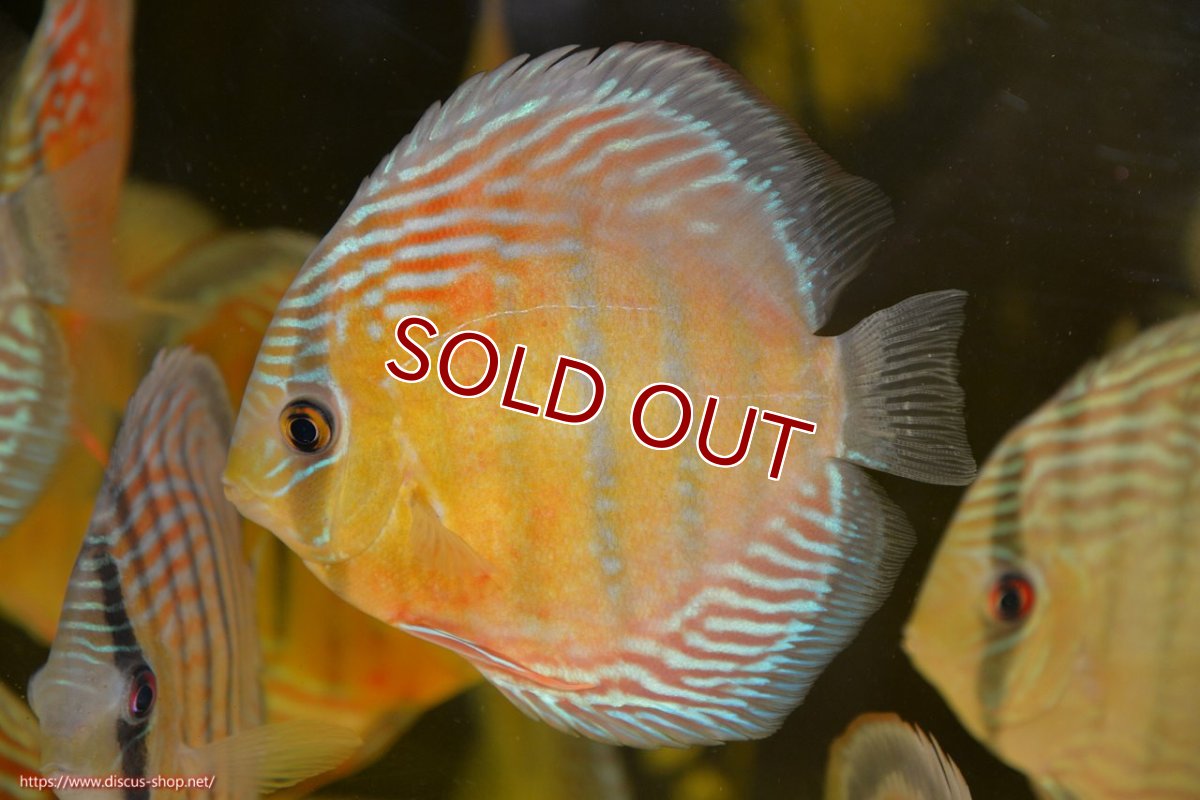 画像1: 【ワイルドディスカス】【通販】【紅赤必至の産地】ラーゴイナヌ タイプレッドエディ（金目）【個体販売】15cm（生体）ラーゴイナヌ産 (1)