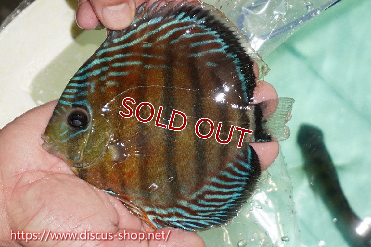 画像2: 【ワイルドディスカス】【通販】【紅赤必至の産地】ラーゴイナヌ タイプレッドエディ（金目）【個体販売】15cm（生体）ラーゴイナヌ産 (2)