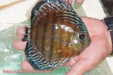 画像3: 【ワイルドディスカス】【通販】【紅赤必至の産地】ラーゴイナヌ タイプレッドエディ（金目）【個体販売】15cm（生体）ラーゴイナヌ産 (3)