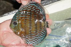 画像1: 【ワイルドディスカス】【通販】【紅赤必至の産地】ラーゴイナヌ タイプレッドエディ【個体販売】15cm（生体）ラーゴイナヌ産 (1)