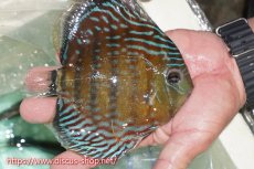 画像2: 【ワイルドディスカス】【通販】【紅赤必至の産地】ラーゴイナヌ タイプレッドエディ【個体販売】15cm（生体）ラーゴイナヌ産 (2)