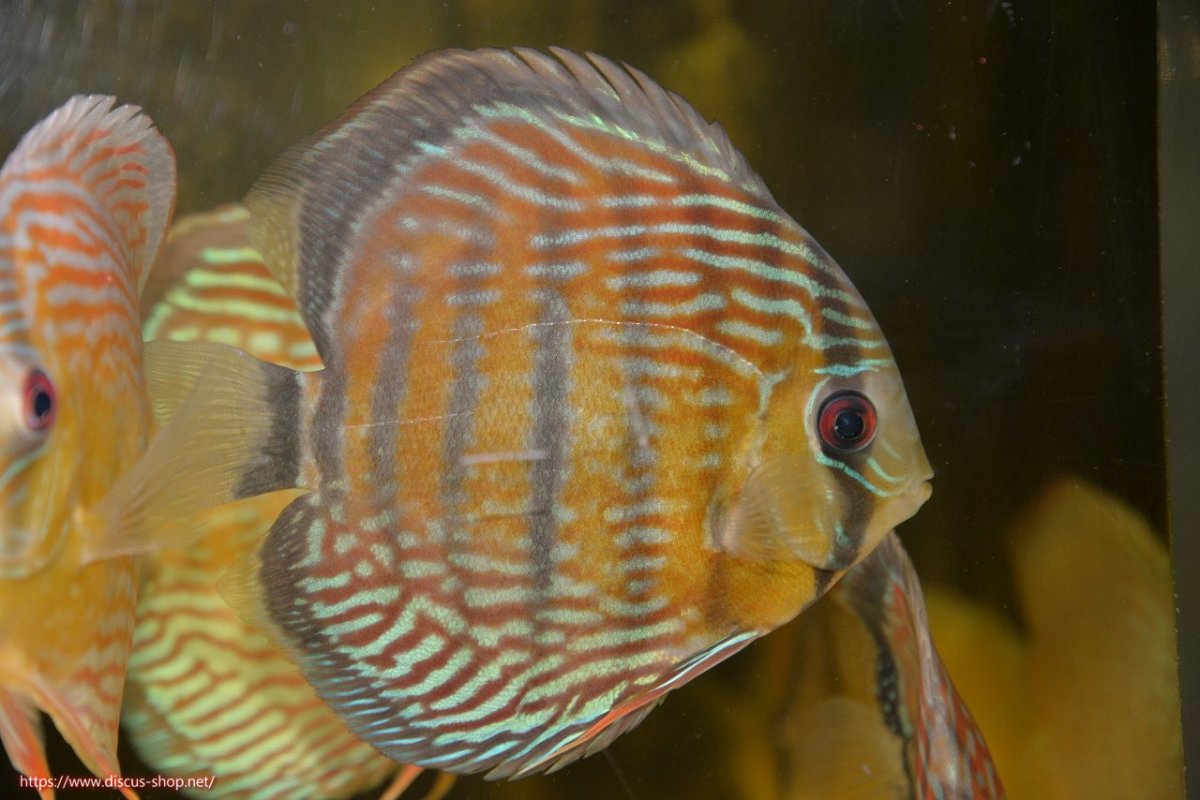 画像1: 【30周年記念セール対象個体】【ワイルドディスカス】【通販】【紅赤必至の産地】ラーゴイナヌ タイプレッドエディ【個体販売】15cm（生体）ラーゴイナヌ産 (1)