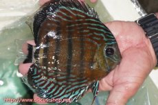 画像3: 【30周年記念セール対象個体】【ワイルドディスカス】【通販】【紅赤必至の産地】ラーゴイナヌ タイプレッドエディ【個体販売】15cm（生体）ラーゴイナヌ産 (3)