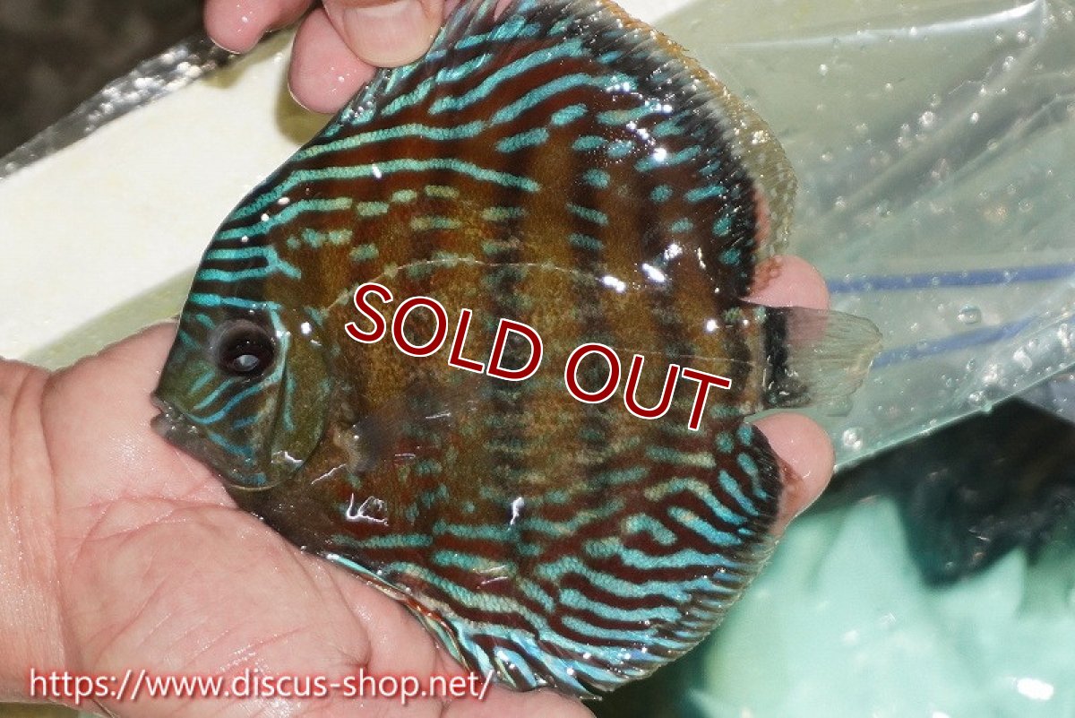 画像1: 【ワイルドディスカス】【通販】【紅赤必至の産地】ラーゴイナヌ タイプレッドエディ【個体販売】15cm（生体）ラーゴイナヌ産 (1)