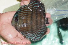 画像1: 【ワイルドディスカス】【通販】【紅赤必至の産地】ラーゴイナヌ タイプレッドエディ【個体販売】15cm（生体）ラーゴイナヌ産 (1)