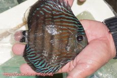 画像2: 【ワイルドディスカス】【通販】【紅赤必至の産地】ラーゴイナヌ タイプレッドエディ【個体販売】15cm（生体）ラーゴイナヌ産 (2)