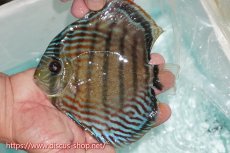 画像1: 【ワイルドディスカス】【通販】【紅赤必至の産地】ラーゴイナヌ タイプレッドエディ【個体販売】15cm（生体）ラーゴイナヌ産 (1)