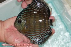 画像1: 【ワイルドディスカス】【通販】【紅赤必至の産地】ラーゴイナヌ タイプレッドエディ【個体販売】15cm（生体）ラーゴイナヌ産 (1)