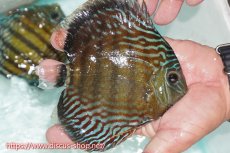 画像3: 【30周年記念セール対象個体】【ワイルドディスカス】【通販】【紅赤必至の産地】ラーゴイナヌ タイプレッドエディ【個体販売】15cm（生体）ラーゴイナヌ産 (3)