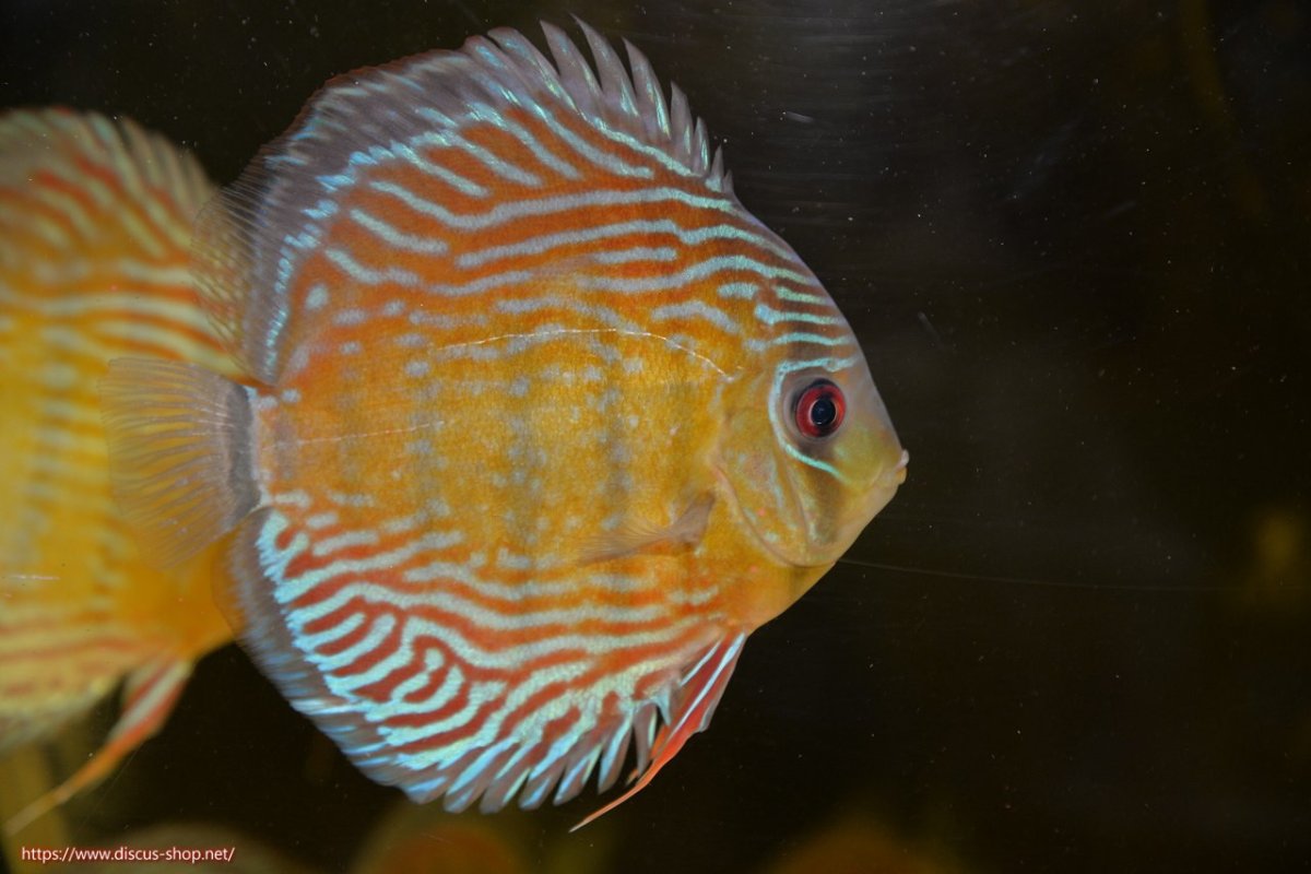 画像1: 【30周年記念セール対象個体】【ワイルドディスカス】【通販】【紅赤必至の産地】ラーゴイナヌ タイプレッドエディ【個体販売】15cm（生体）ラーゴイナヌ産 (1)