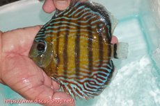 画像1: 【ワイルドディスカス】【通販】【紅赤必至の産地】ラーゴイナヌ タイプレッドエディ【個体販売】15cm（生体）ラーゴイナヌ産 (1)