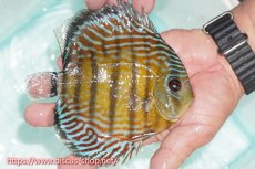 画像3: 【30周年記念セール対象個体】【ワイルドディスカス】【通販】【紅赤必至の産地】ラーゴイナヌ タイプレッドエディ【個体販売】15cm（生体）ラーゴイナヌ産 (3)