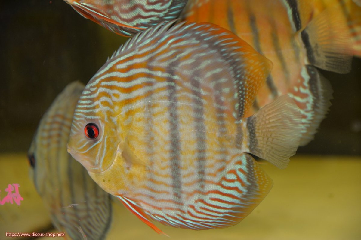 画像1: 【30周年記念セール対象個体】【ワイルドディスカス】【通販】【紅赤必至の産地】ラーゴイナヌ タイプロイヤルレッドエディ【個体販売】15cm（生体）ラーゴイナヌ産 (1)