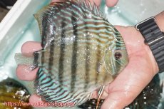 画像2: 【ワイルドディスカス】【通販】【紅赤必至の産地】ラーゴイナヌ タイプロイヤルレッドエディ【個体販売】15cm（生体）ラーゴイナヌ産 (2)