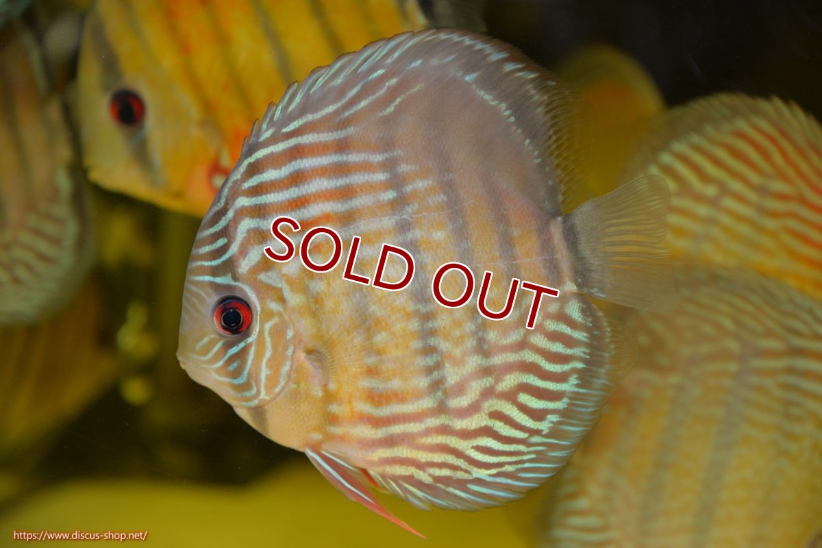 画像1: 【ワイルドディスカス】【通販】【紅赤必至の産地】ラーゴイナヌ タイプレッドエディ【個体販売】15cm（生体）ラーゴイナヌ産 (1)