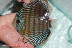 画像1: 【ワイルドディスカス】【通販】【紅赤必至の産地】ラーゴイナヌ タイプレッドエディ【個体販売】15cm（生体）ラーゴイナヌ産 (1)