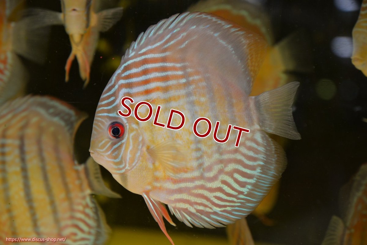 画像2: 【ワイルドディスカス】【通販】【紅赤必至の産地】ラーゴイナヌ タイプレッドエディ【個体販売】15cm（生体）ラーゴイナヌ産 (2)