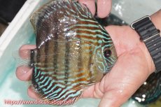 画像2: 【ワイルドディスカス】【通販】【紅赤必至の産地】ラーゴイナヌ タイプレッドエディ【個体販売】15cm（生体）ラーゴイナヌ産 (2)